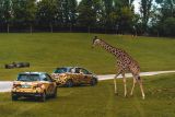 Hybridem Toyota do Safari Parku Dvůr Králové