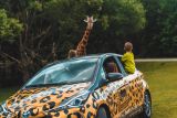 Hybridem Toyota do Safari Parku Dvůr Králové