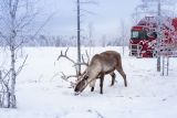 Continental Finland